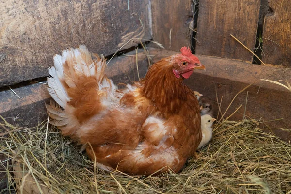 Yumurtadan yeni çıkmış civcivlerle anne tavuk