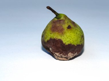 Küflü çürük armut. Bozulmuş organik armut