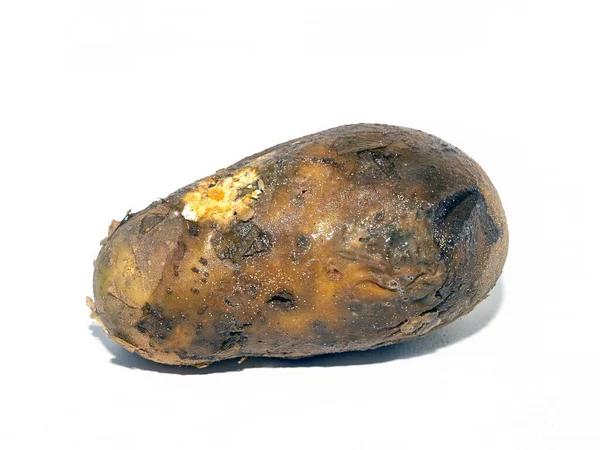 Küflü mantarlar eski patateslerin yüzeyinde. Beyaz arka planda bozulmuş patates yumrusu. Sebzelerin uygunsuz depolanması.