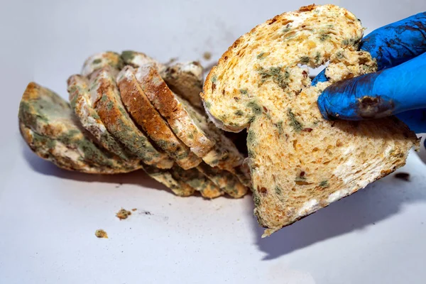 Bread covered with black mold. Moldy bread in hand. Spoiled bread