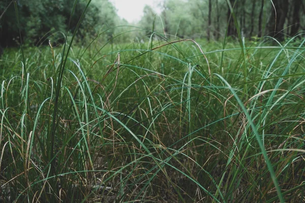 Fragmento Clareira Com Grama Verde Alta Crescimento Selvagem Dia Nublado — Fotografia de Stock