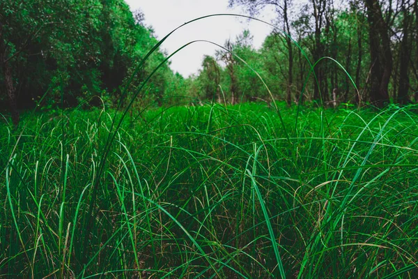 Fragmento Clareira Com Grama Verde Alta Crescimento Selvagem Dia Nublado — Fotografia de Stock