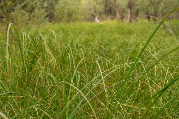 Gęsta Łąka Zielonej Trawy Świeża Zielona Trawa — Zdjęcie stockowe