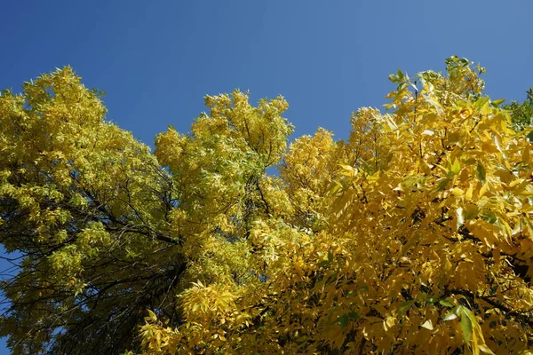 Thick Yellow Foliage Blue Sky Tree Fall — Stock Photo, Image