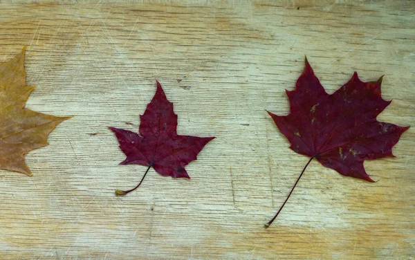 Feuilles Érable Sèches Tombées Sur Fond Bois — Photo