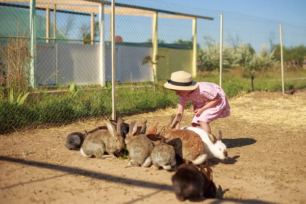 Küçük kız güneşli bir yaz ya da bahar günü gün batımında tavşanlarla oynuyor.. — Stok fotoğraf