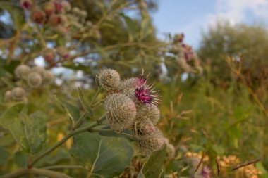 Burdock, gün batımından bir çiçek.