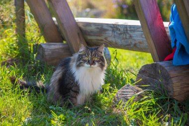Tembel kedi kulübenin yanındaki bankta uzanıyor ve esniyor..