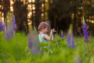 Sevimli küçük kız Lupin çiçeğinin arasında duruyor ve fotoğraf çekiyor.