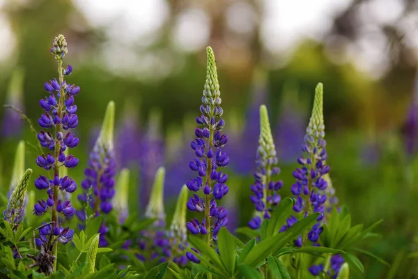 Lilac Lupin květinové pole detailní pohled léto čas měkké ostření — Stock fotografie