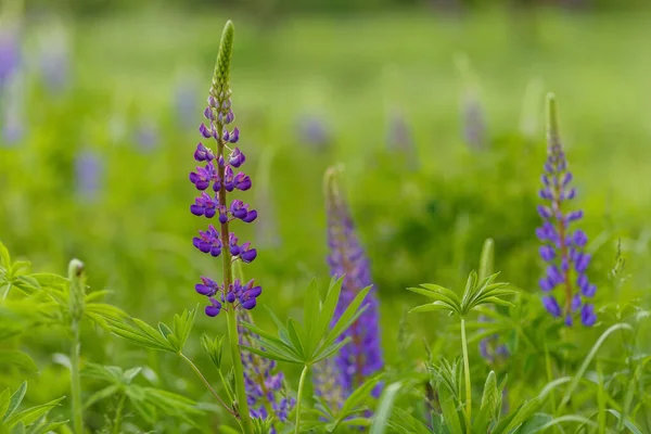 Lilac Lupin flor campo primer plano ver verano tiempo suave foco — Foto de Stock