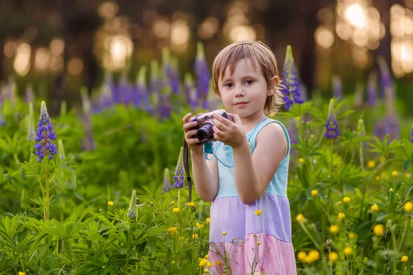 Linda niña está de pie entre la flor de Lupin con la cámara y hacer fotos —  Fotos de Stock