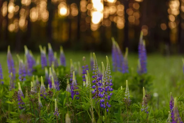 Leylak Lupin çiçek tarlası. Yaz mevsiminin yumuşak odak noktası. — Stok fotoğraf