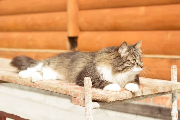 Lata katten ligger på en bänk nära stugan och gäspar. — Stockfoto