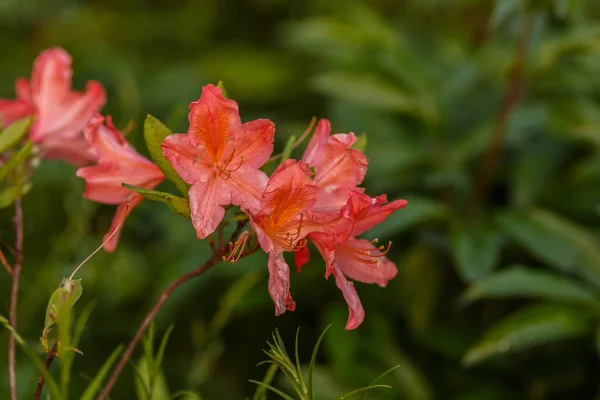 Bahçede çiçek açan güzel Rhododendron yumuşak odak — Stok fotoğraf