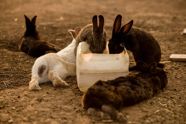 Muchos conejos beben agua en el parque de conejos — Foto de Stock