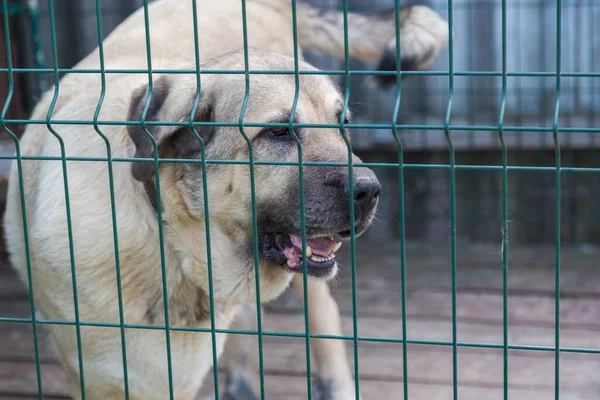 Großer gesunder Hund hinter dem Käfig. Sicherheits- oder Tierschutzkonzept — Stockfoto