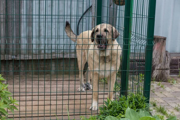 Большая здоровая собака за клеткой. Безопасность или бездомные животные — стоковое фото