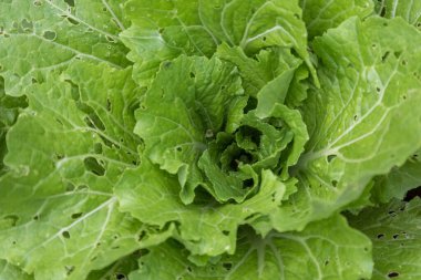 Sarepta hardalını bir kır evinin bahçesindeki bahçe yatağına bırakır, yakın plan..