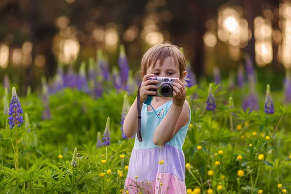 Menina bonito está de pé entre flor de Lupin com câmera e fazer fotos — Fotografia de Stock