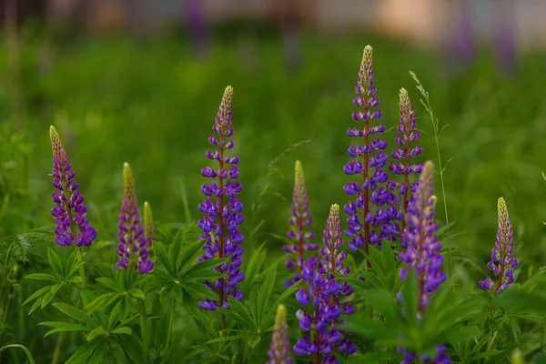 Lilac Lupin blomma fält närbild sommar tid mjuk fokus — Stockfoto