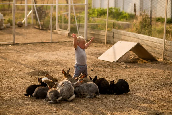 Küçük şirin çocuk parkta tavşanla oynuyor. — Stok fotoğraf