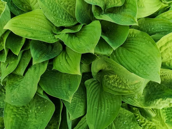 Hojas verdes variegadas de los anfitriones como fondo.textura fondo natural — Foto de Stock