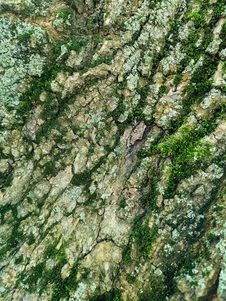 Close view of dark brown wooden barque with moss. — Stock Photo, Image