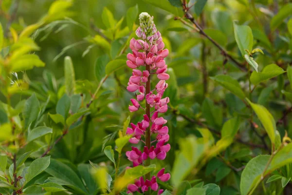 Kvetoucí vlčí květ. Lupinus, lupin, vlčí pole — Stock fotografie