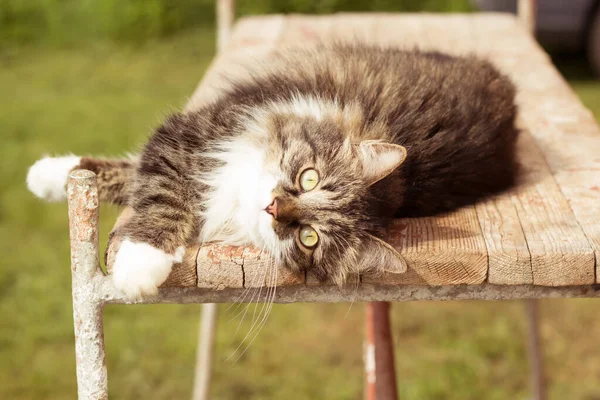 Lata katten ligger på en bänk nära stugan och gäspar. — Stockfoto