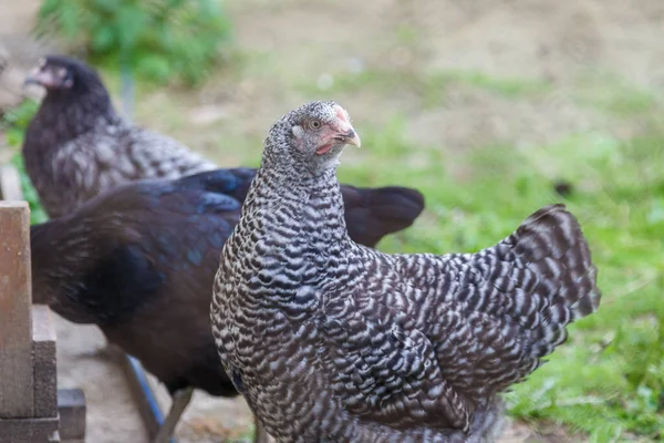 As galinhas entram na caneta. Lindas galinhas cinza, bege e preto atrás da rede . — Fotografia de Stock