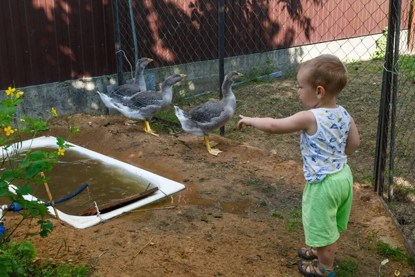 Pela primeira vez, um menino vê gansos em uma fazenda — Fotografia de Stock