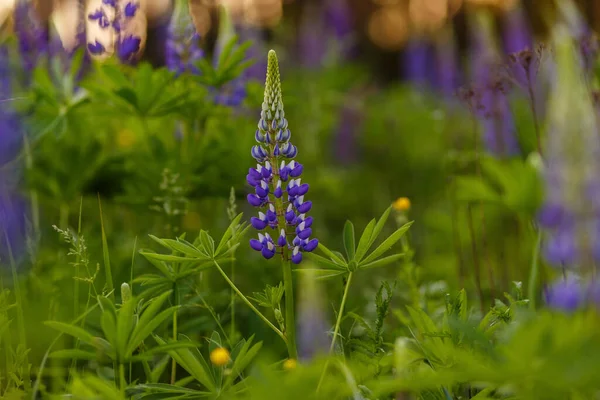 Leylak Lupin çiçek tarlası. Yaz mevsiminin yumuşak odak noktası. — Stok fotoğraf