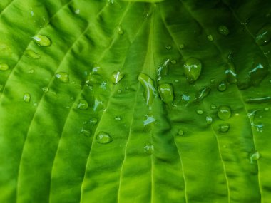 Çiyli arka planda büyük yeşil yapraklar