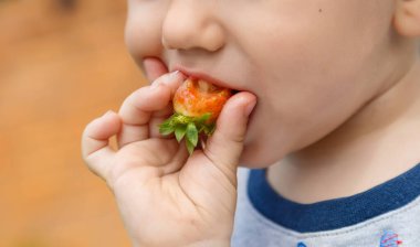 Bahçede çilek yiyen sevimli, mutlu çocuk.
