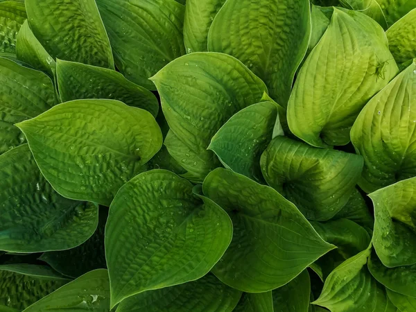 Hojas verdes variegadas de los anfitriones como fondo.textura fondo natural — Foto de Stock