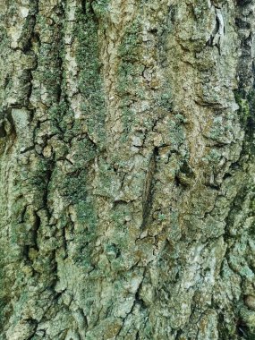 Koyu kahverengi ahşap mavnanın yosunlu yakın görüntüsü.