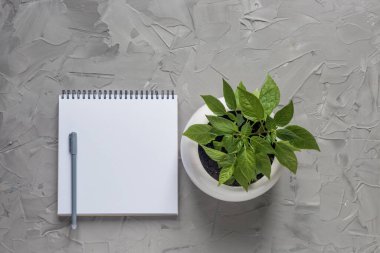 Gri arkaplanlı yeşil bitkili ofis malzemeleri ve kopya alanı