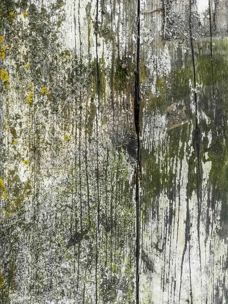 Texture of an old painted board covered with moss — Stock Photo, Image