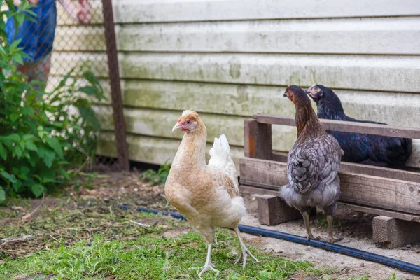 Chickens walk in the pen. Beautiful gray, beige and black hens behind the net.