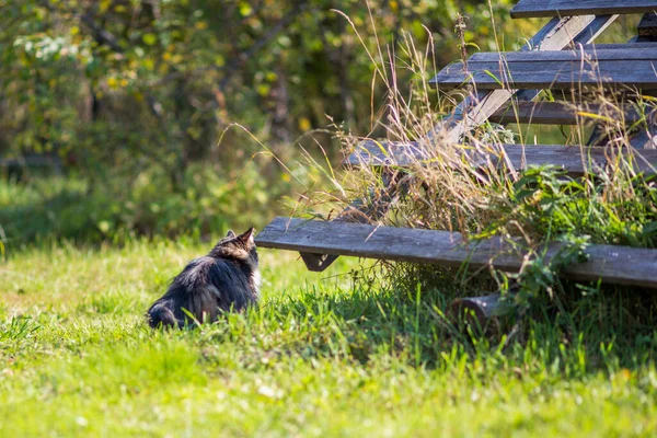 Lata katten ligger på en bänk nära stugan och gäspar. — Stockfoto