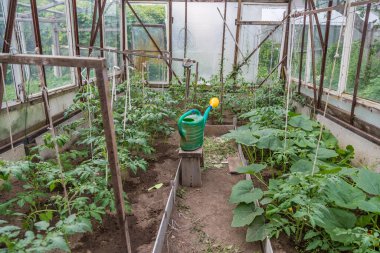 Bir kır evinin bahçesinde domates yetiştiren bir sera.
