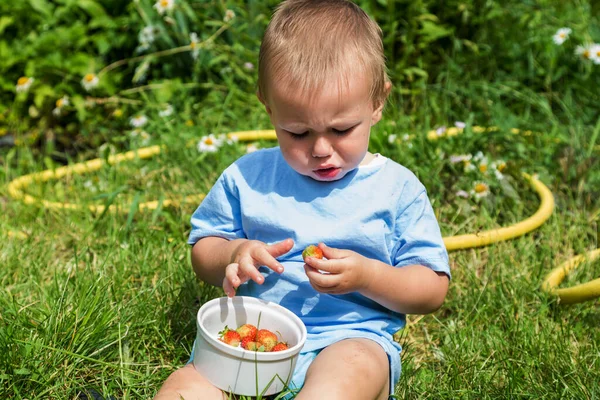 Ritratto di un ragazzo che mangia fragole rosse mature in giardino dal giardino — Foto Stock