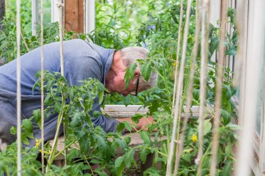 Yaşlı bir çiftçi serasında domates fidelerini ayıklayan yaşlı bir adam..