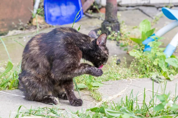 Den färgglada katten slickar sin tass i trädgården — Stockfoto