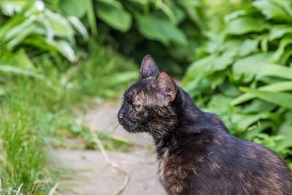 Mörka Katten sitter i den gröna trädgården. — Stockfoto