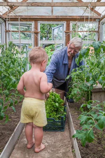 Дедушка и внук работают в оранжерее в саду — стоковое фото