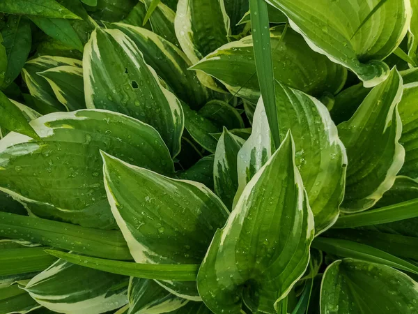 Hojas verdes variegadas de anfitriones con rayas blancas como fondo . — Foto de Stock