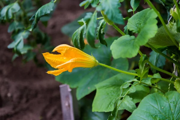 Молодая тыква в саду. Желтый тыквенный цветок. — стоковое фото