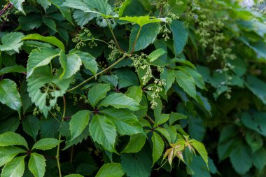Arka planda duvardaki yeşil üzümler